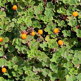 Rubus pentalobus 'Emerald Carpet'